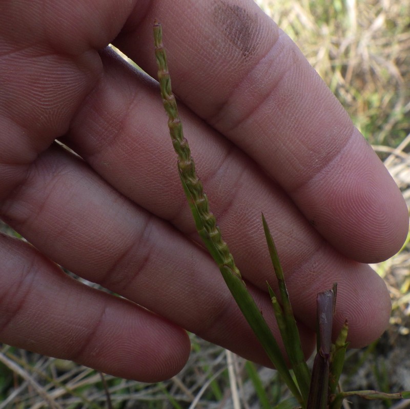 Wrinkled Jointtail Grass