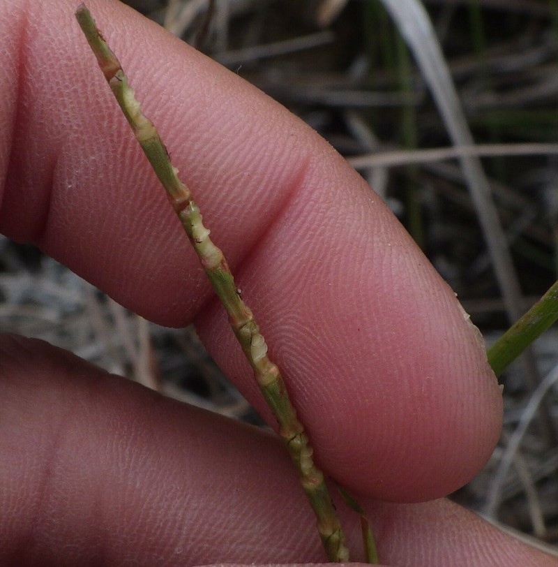 Wrinkled Jointtail Grass photo 2