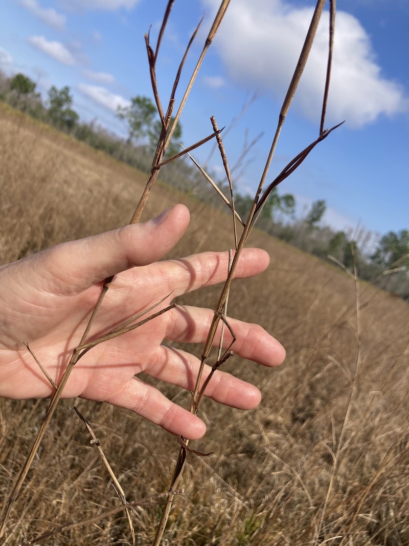 Wrinkled Jointtail Grass photo 3