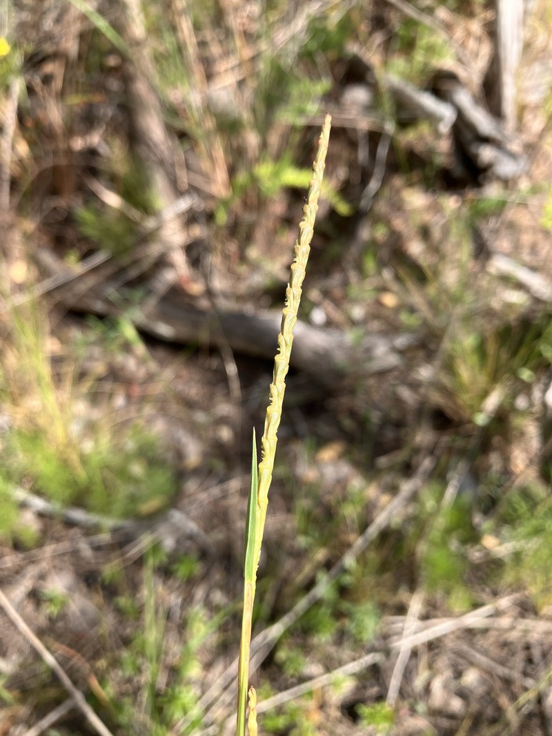 Wrinkled Jointtail Grass photo 4