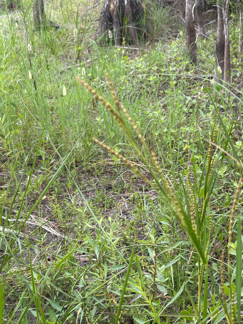 Wrinkled Jointtail Grass photo 5