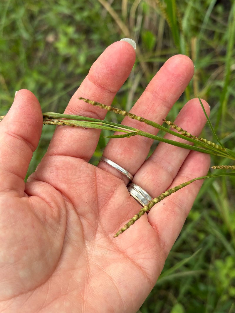 Wrinkled Jointtail Grass photo 6