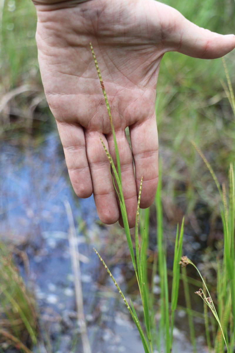 Wrinkled Jointtail Grass photo 7