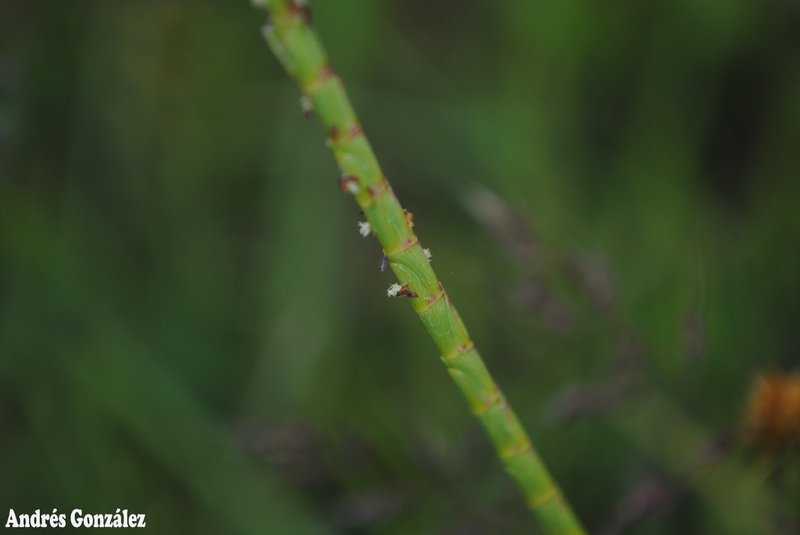 Rottboellia selloana