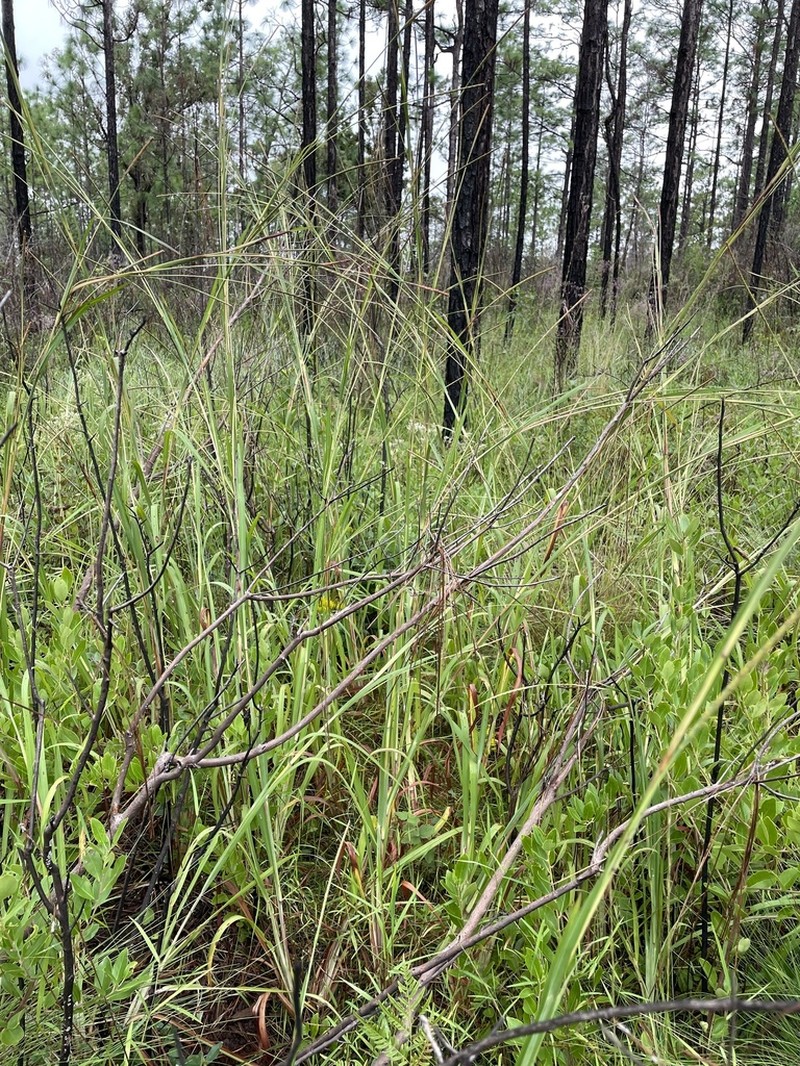 Checkered Jointtail Grass