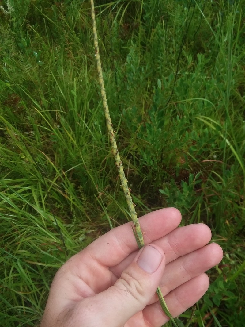Checkered Jointtail Grass photo 3