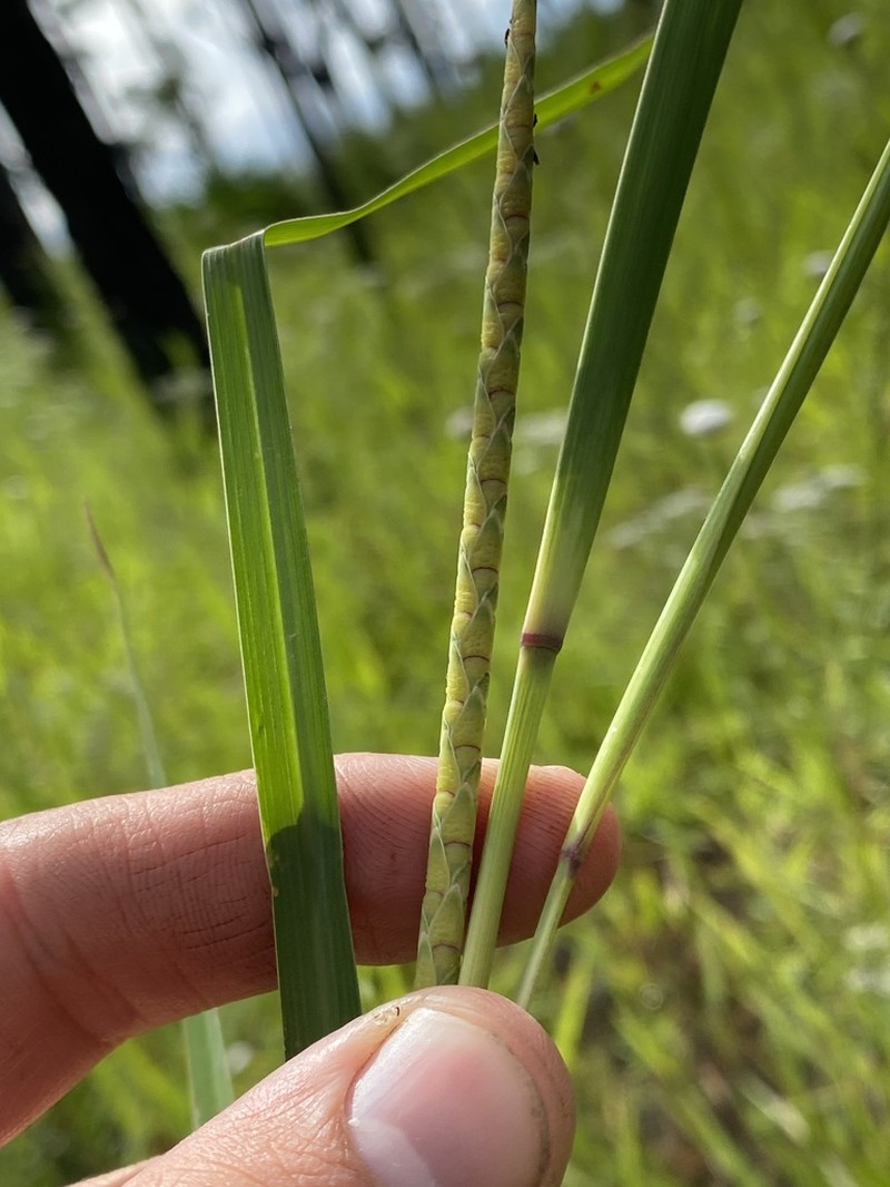 Checkered Jointtail Grass photo 4