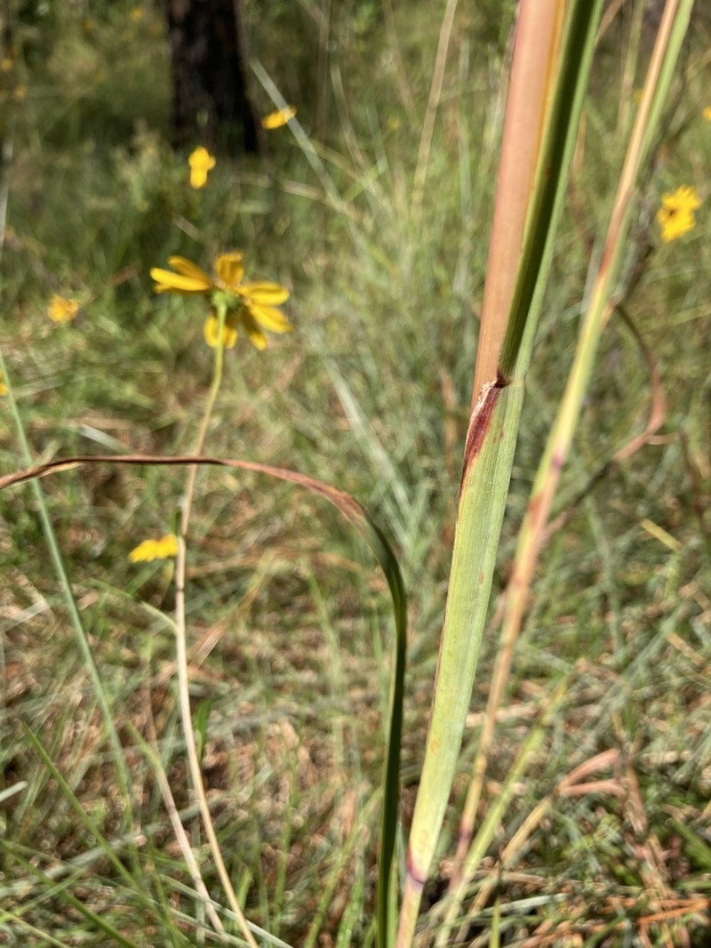 Checkered Jointtail Grass photo 5