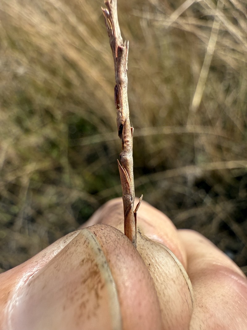 Bumpy Jointtail Grass