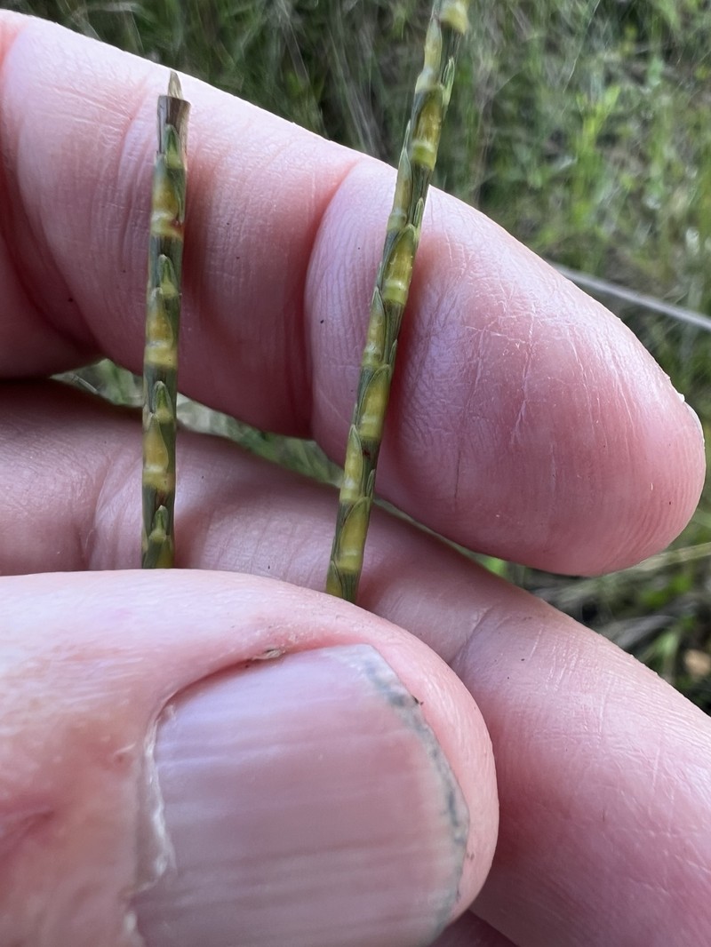 Bumpy Jointtail Grass photo 4