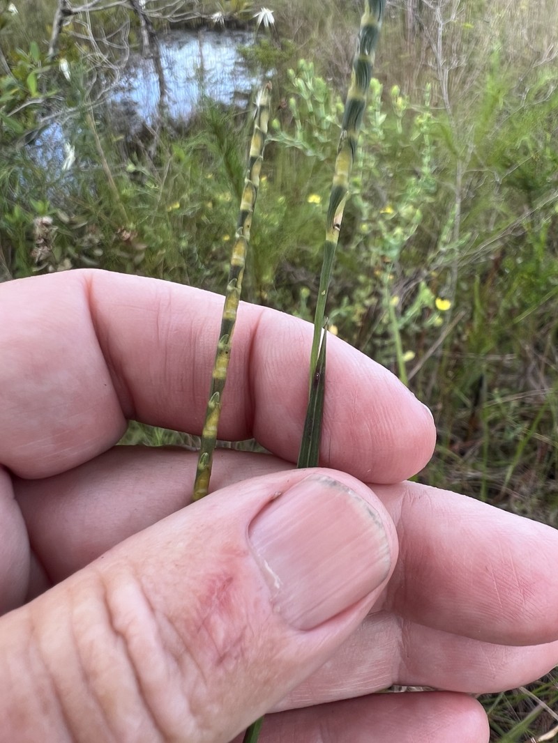 Bumpy Jointtail Grass photo 5