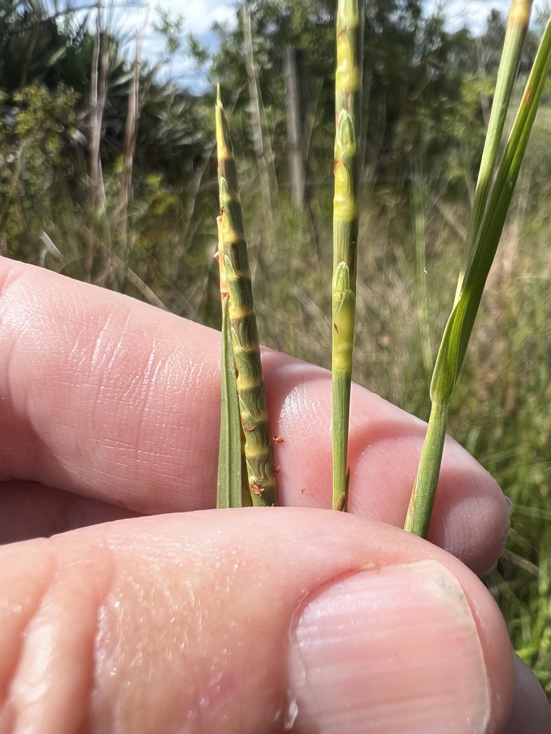 Bumpy Jointtail Grass photo 6