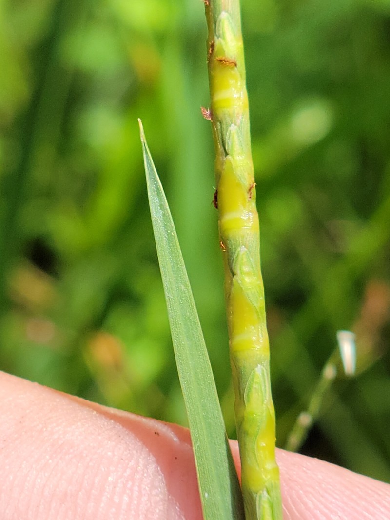 Bumpy Jointtail Grass photo 8