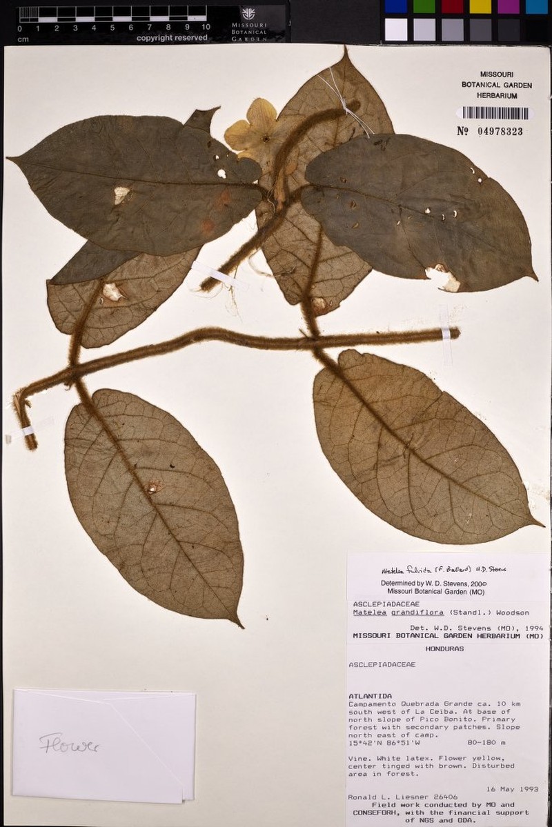 Rotundanthus fulvidus photo 2