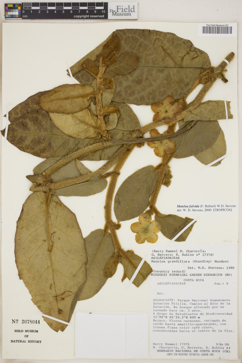 Rotundanthus fulvidus photo 3