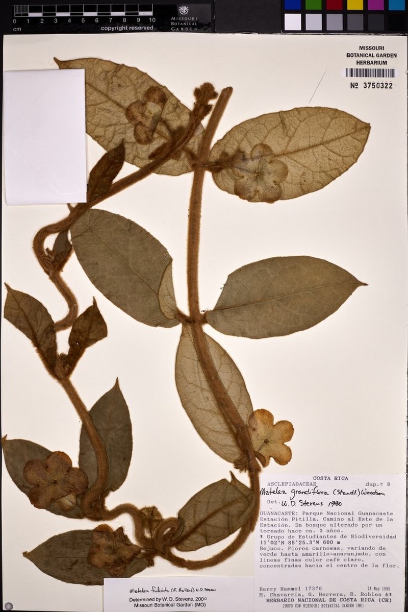 Rotundanthus fulvidus photo 4