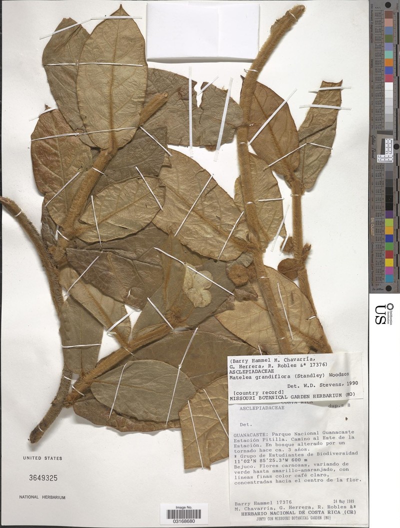 Rotundanthus fulvidus photo 5