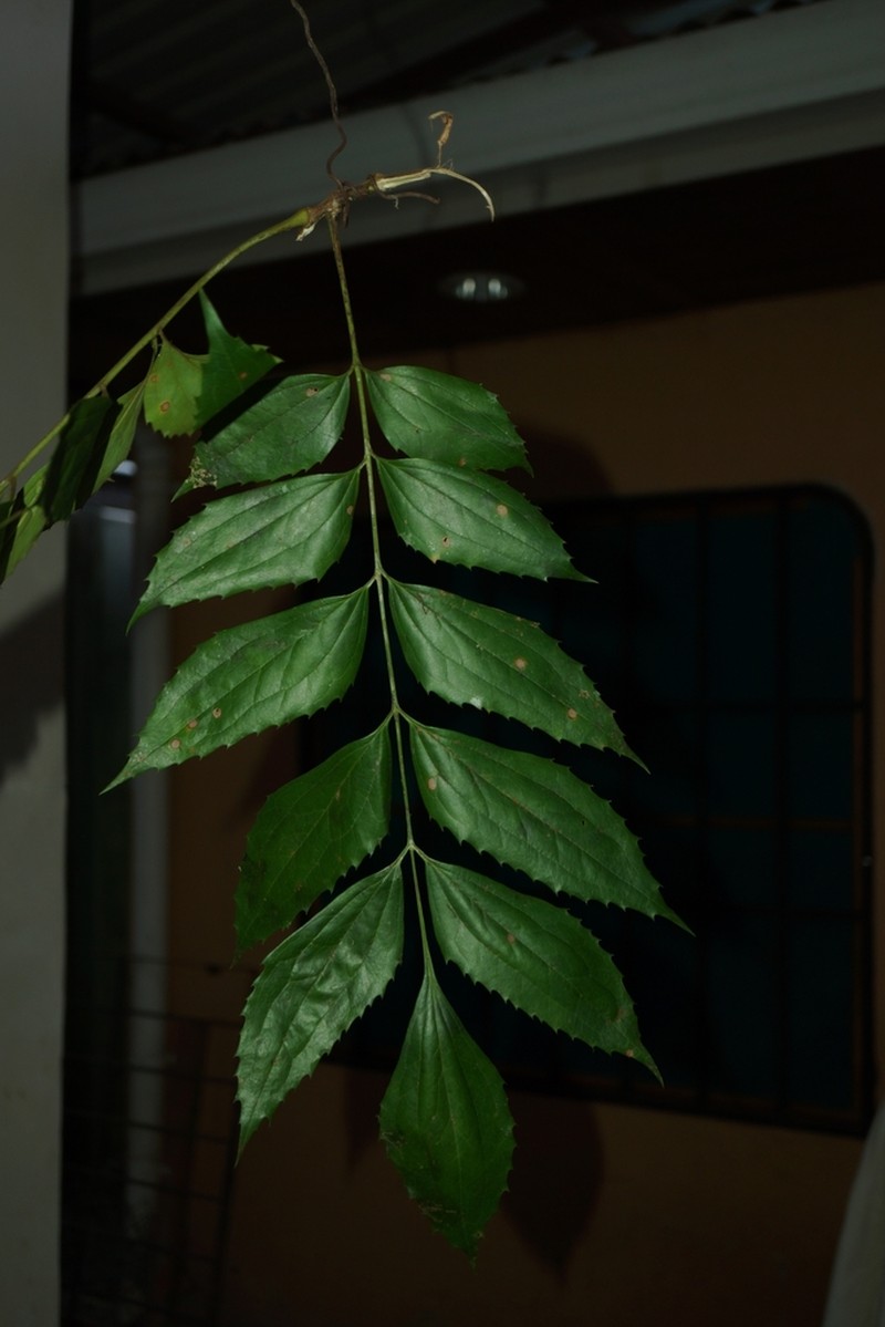 Roupala casota
