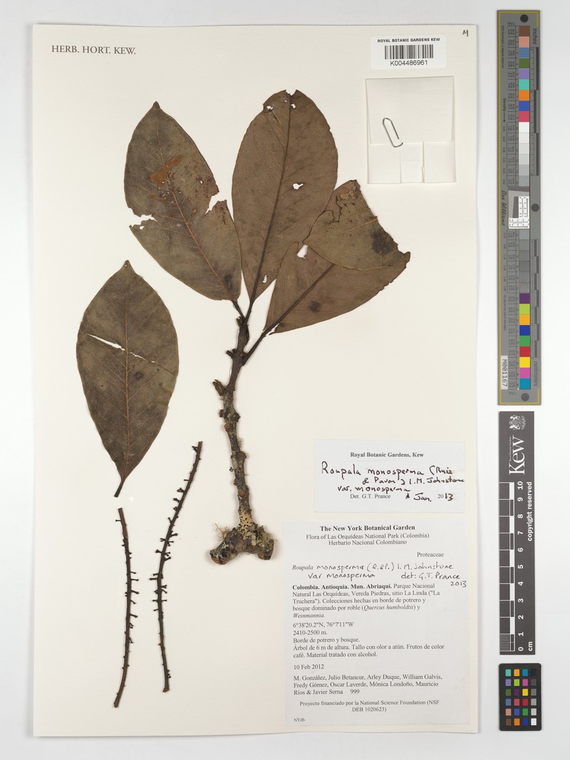 Roupala monosperma var. monosperma