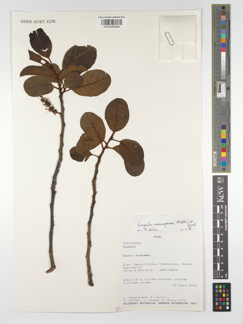 Roupala monosperma var. monosperma photo 2