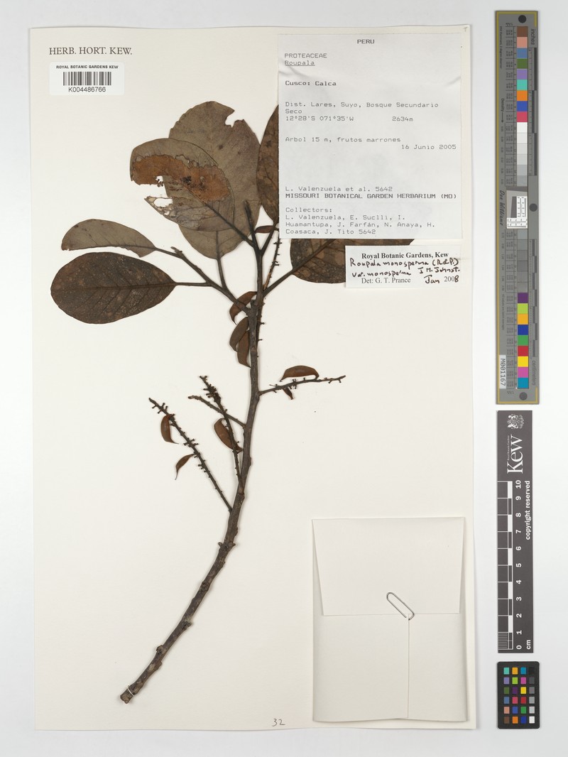Roupala monosperma var. monosperma photo 3