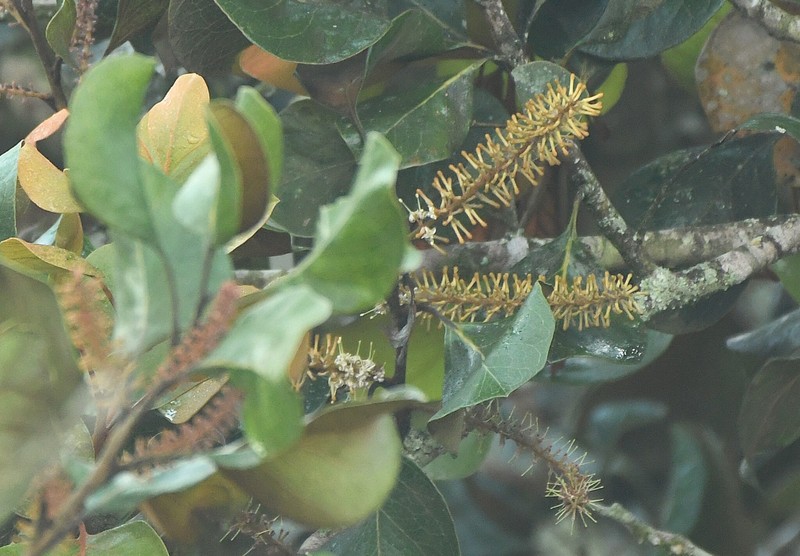 Roupala montana var. montana