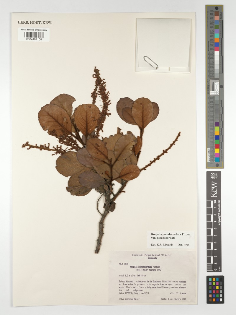 Roupala pseudocordata var. pseudocordata