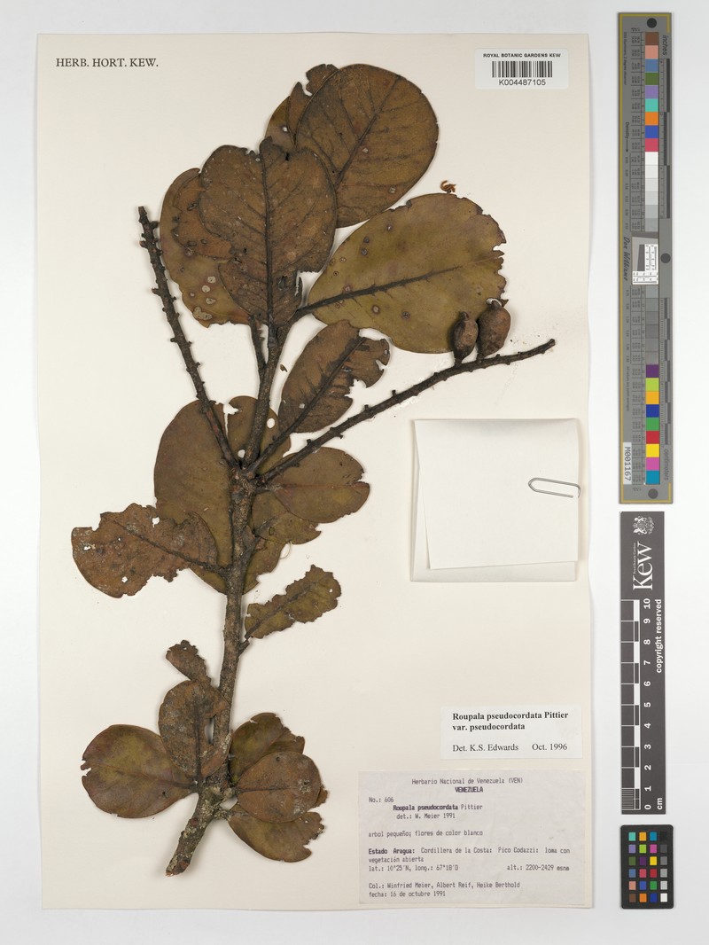 Roupala pseudocordata var. pseudocordata photo 2
