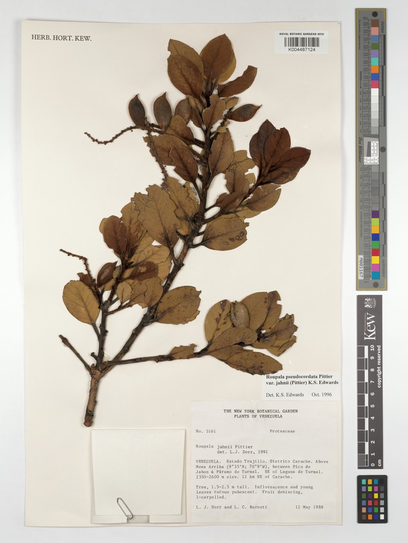 Roupala pseudocordata var. pseudocordata photo 3