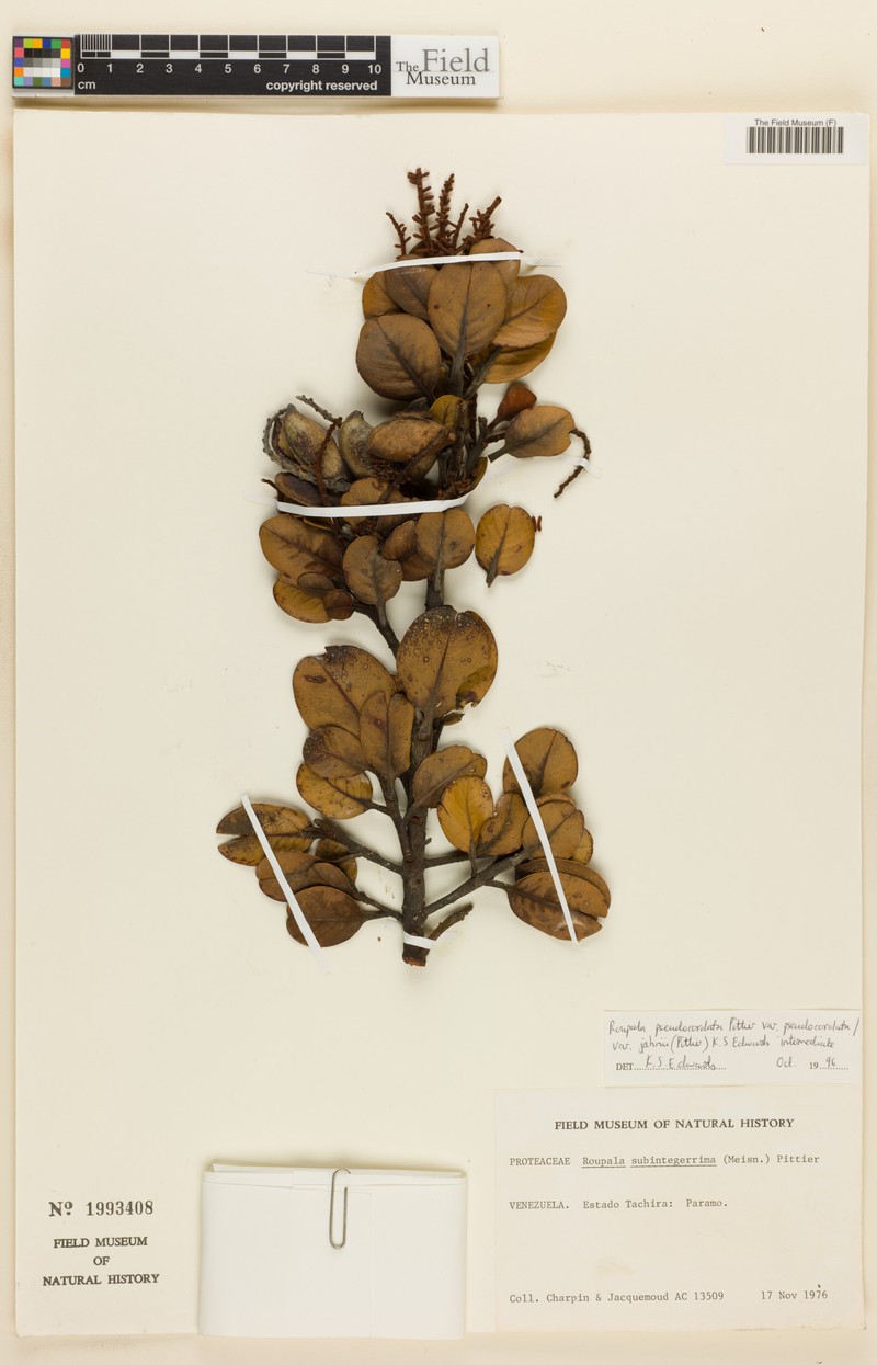 Roupala pseudocordata var. pseudocordata photo 4