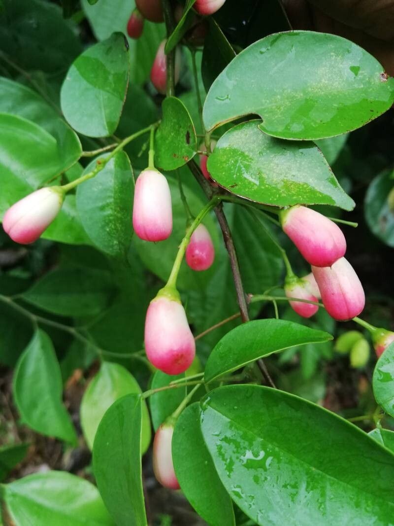 Rourea coccinea subsp. coccinea photo 2