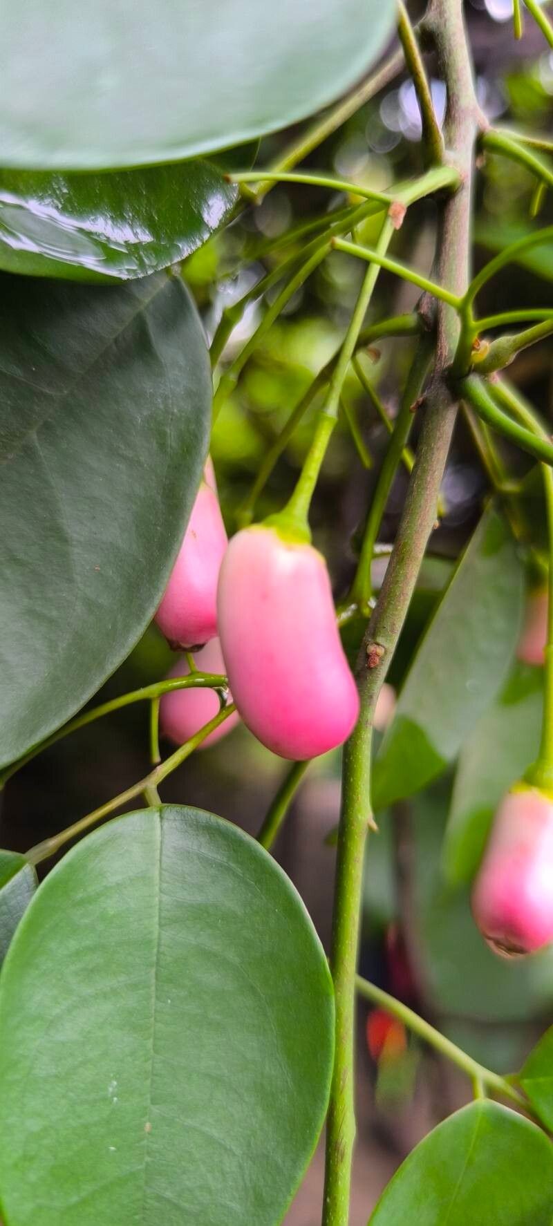 Rourea coccinea subsp. coccinea photo 3