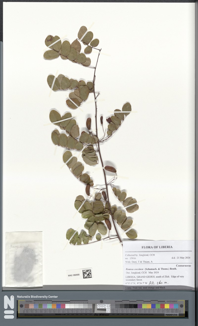 Rourea coccinea subsp. coccinea photo 4