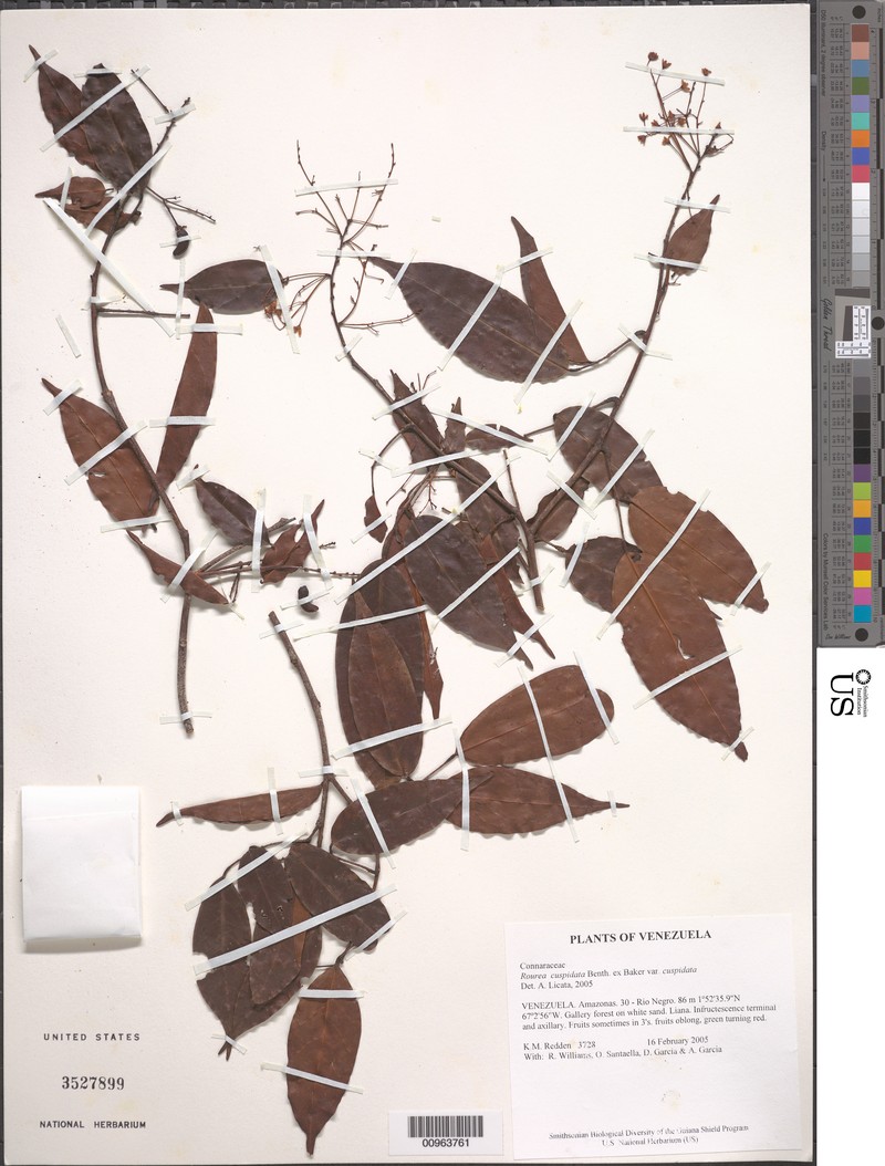 Rourea cuspidata var. cuspidata