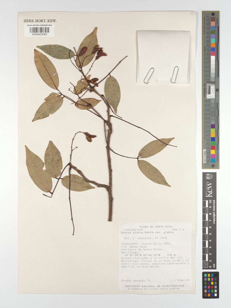 Rourea glabra var. glabra