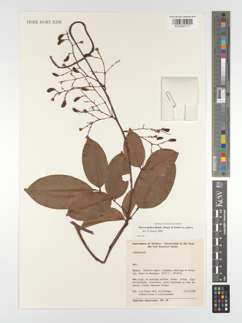 Rourea glabra var. glabra photo 2