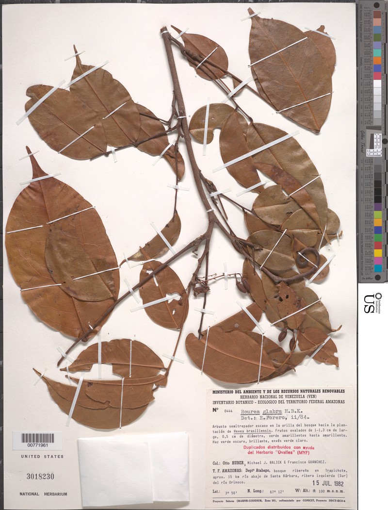 Rourea glabra var. glabra photo 3