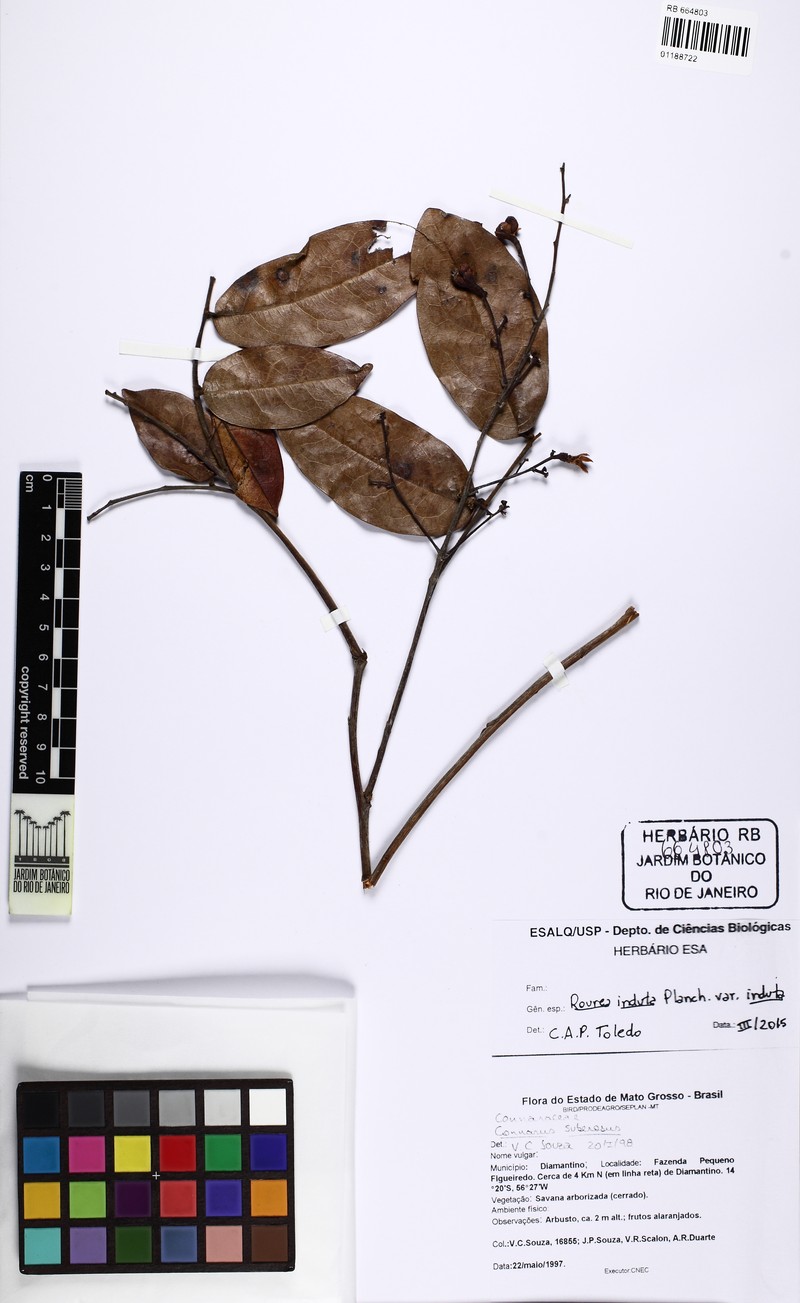 Rourea induta var. induta