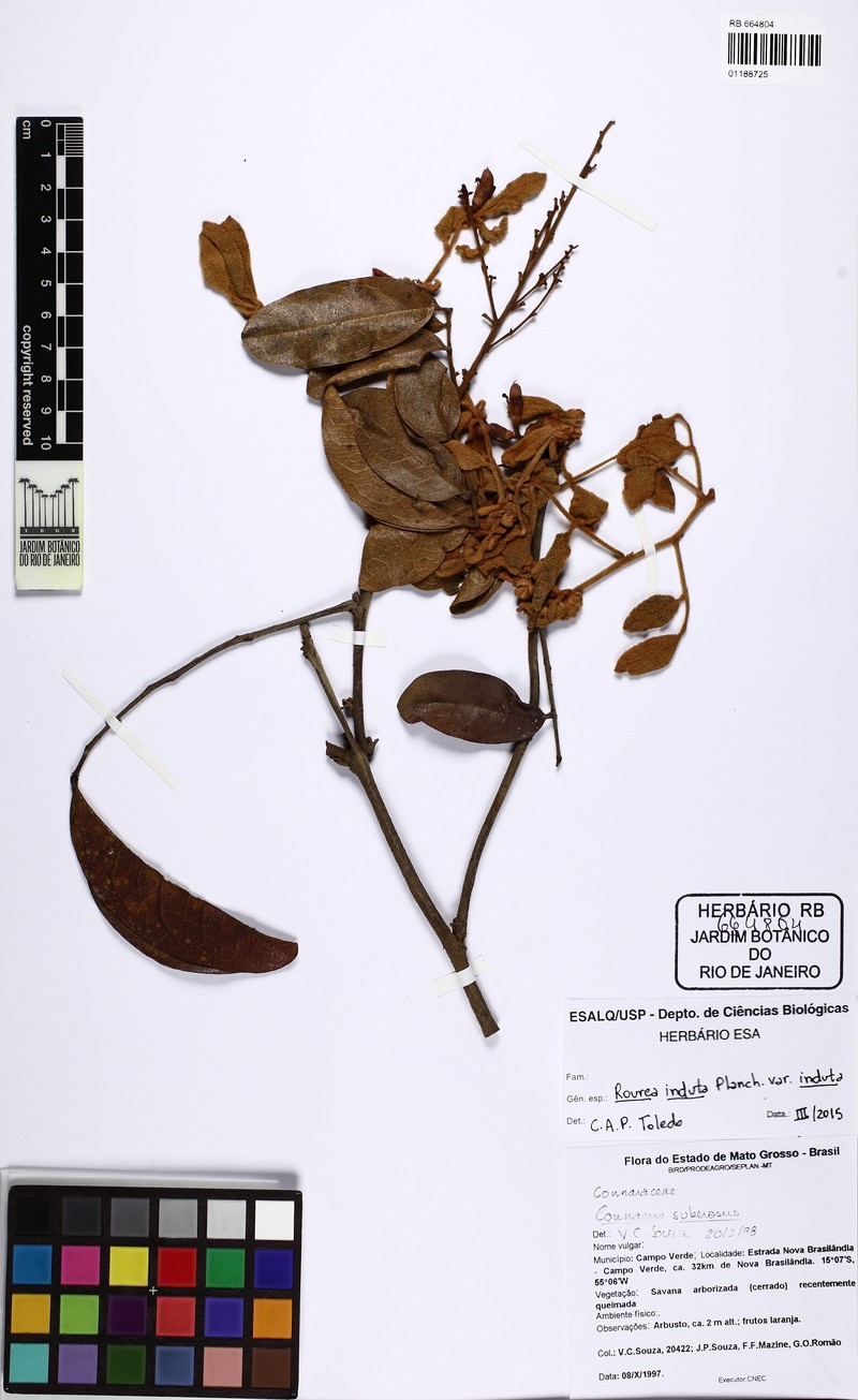 Rourea induta var. induta photo 2