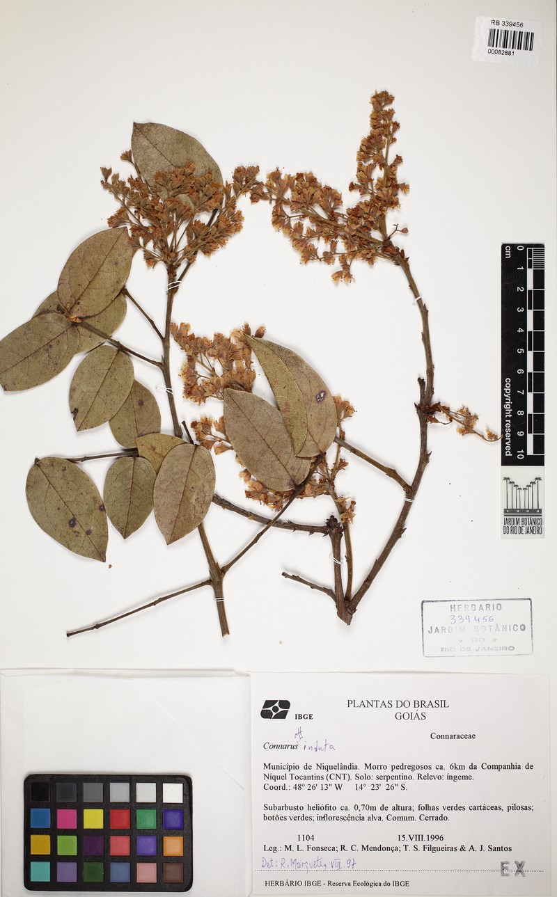 Rourea induta var. induta photo 3