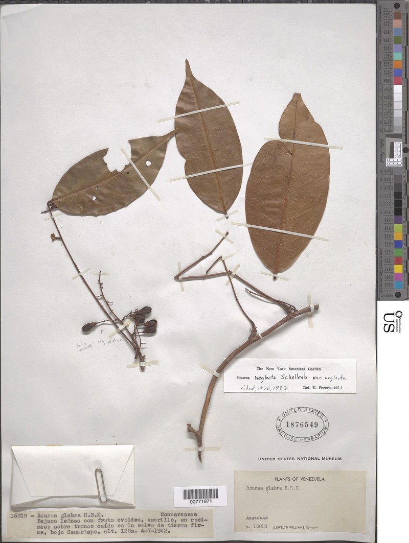 Rourea neglecta var. neglecta