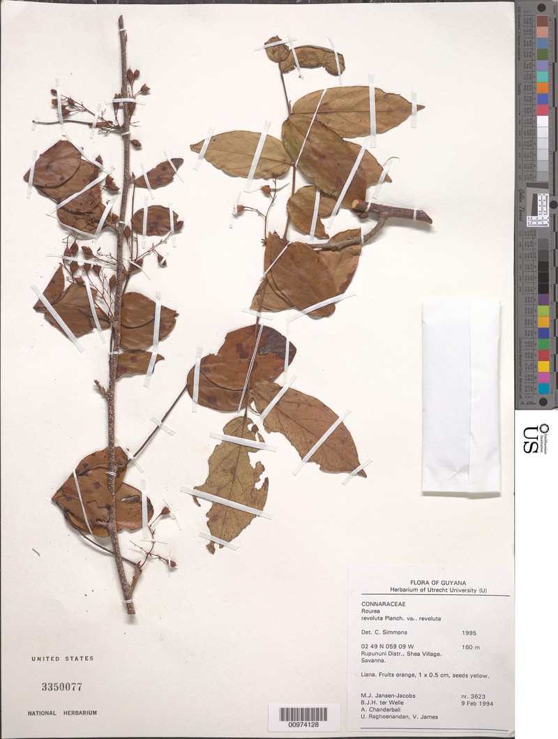 Rourea revoluta var. revoluta