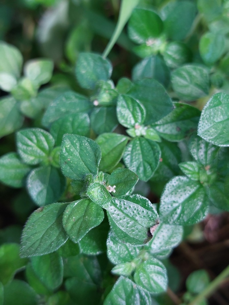 Shineseed photo 6