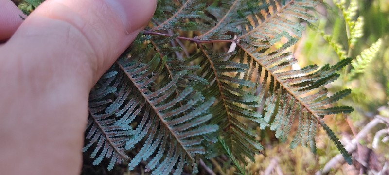 Rouxopteris boryi