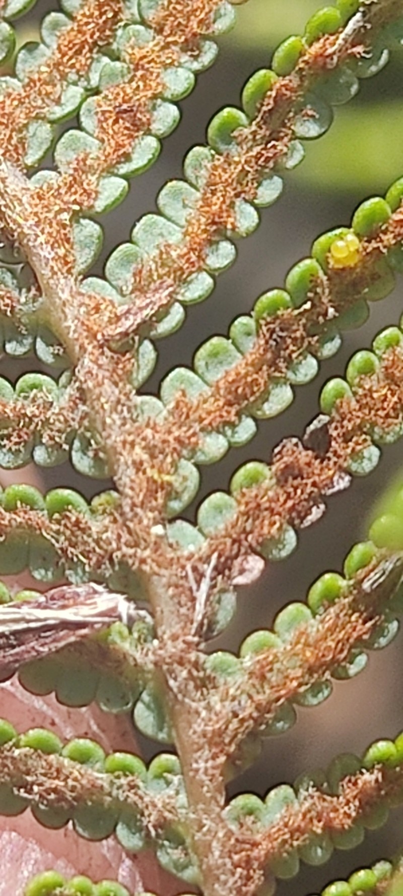 Rouxopteris boryi photo 2