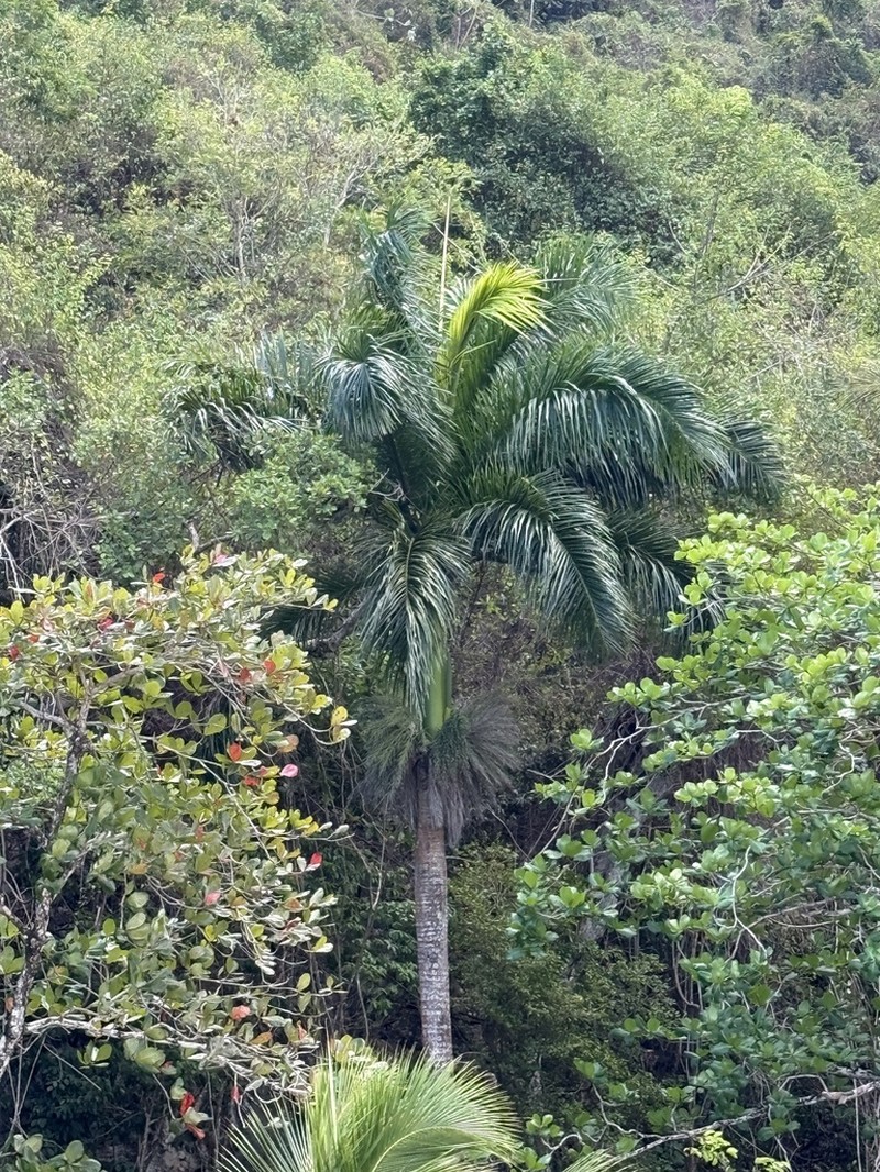 Puerto Rico Royal Palm photo 2