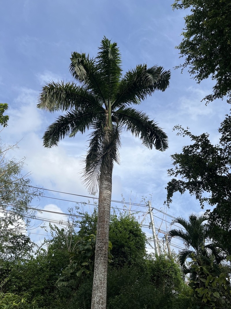 Puerto Rico Royal Palm photo 4