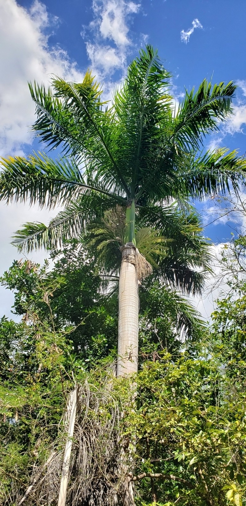 Puerto Rico Royal Palm photo 5