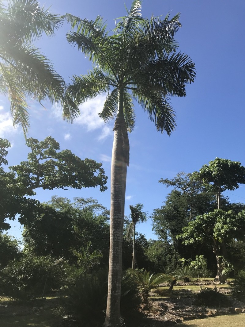 Puerto Rico Royal Palm photo 6
