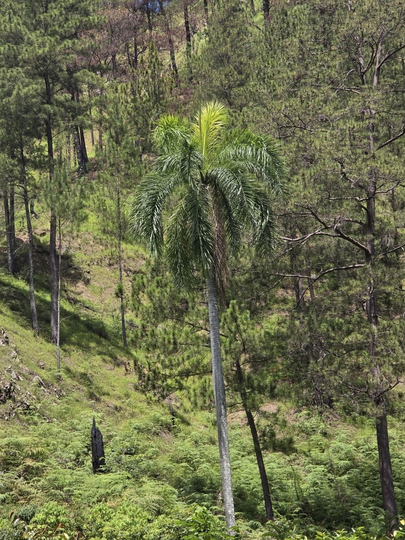 Puerto Rico Royal Palm photo 7